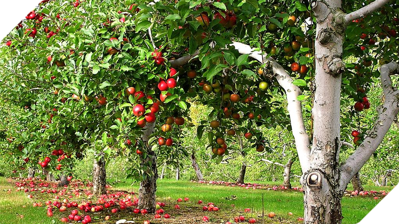 PARA EL MANTENIMIENTO DE SU JARDÍN